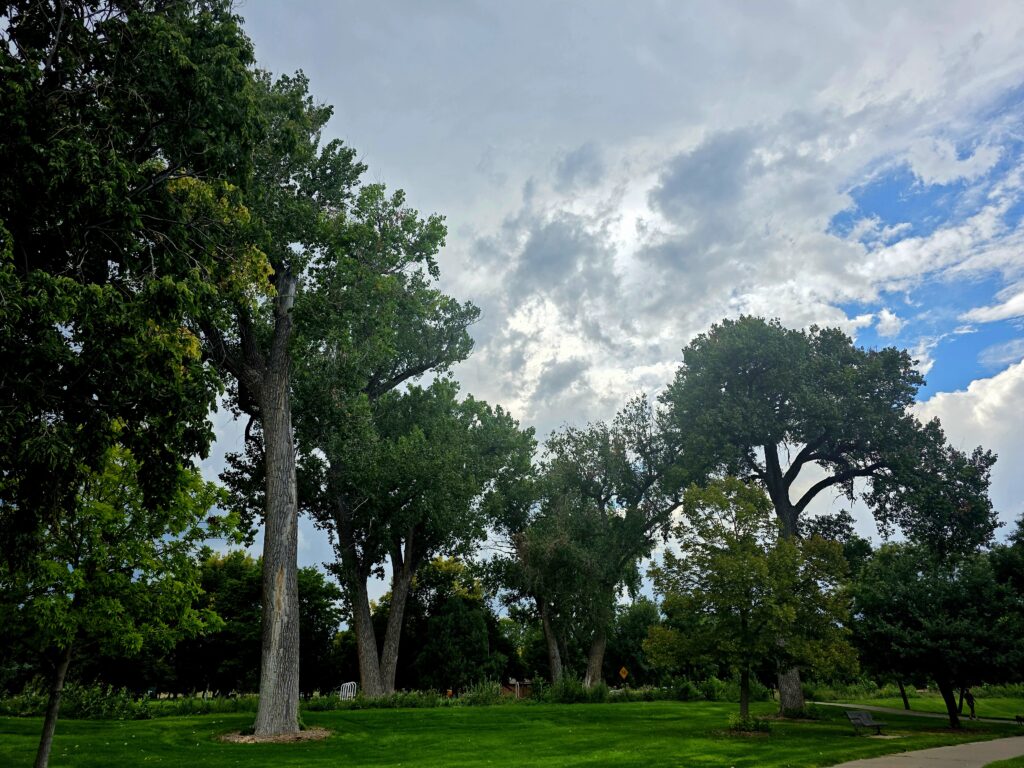 Tall trees providing shade along Sterling Loop Trail