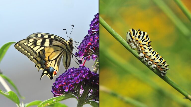 Butterfly and caterpillar symbolizing growth from personal development books