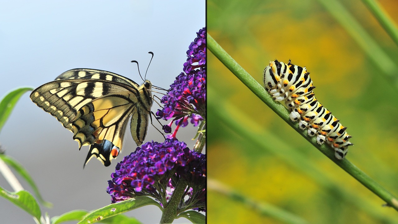 Butterfly and caterpillar symbolizing growth from personal development books