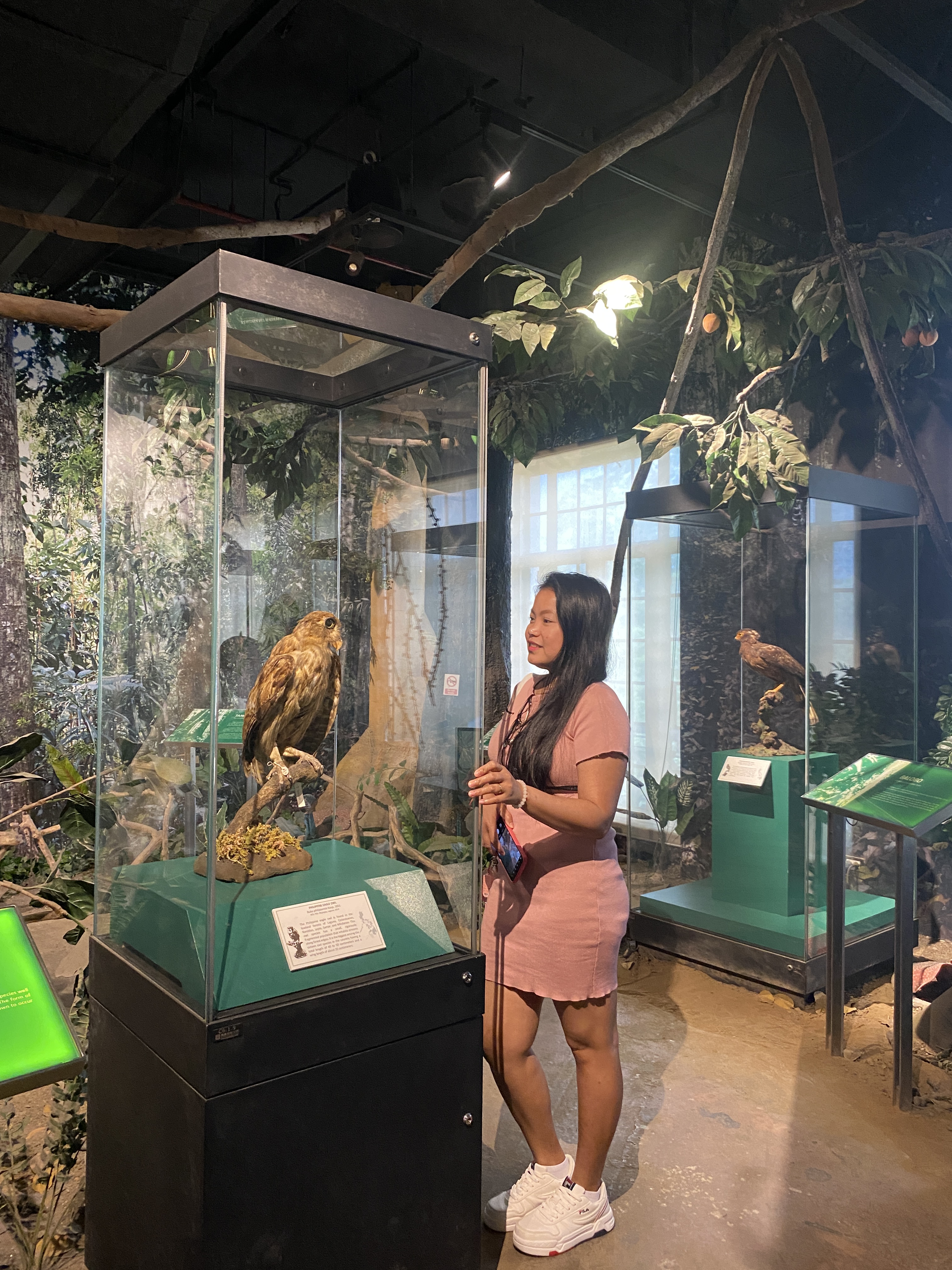 Taxidermy grass owl display at the National Museum of Natural History in Manila