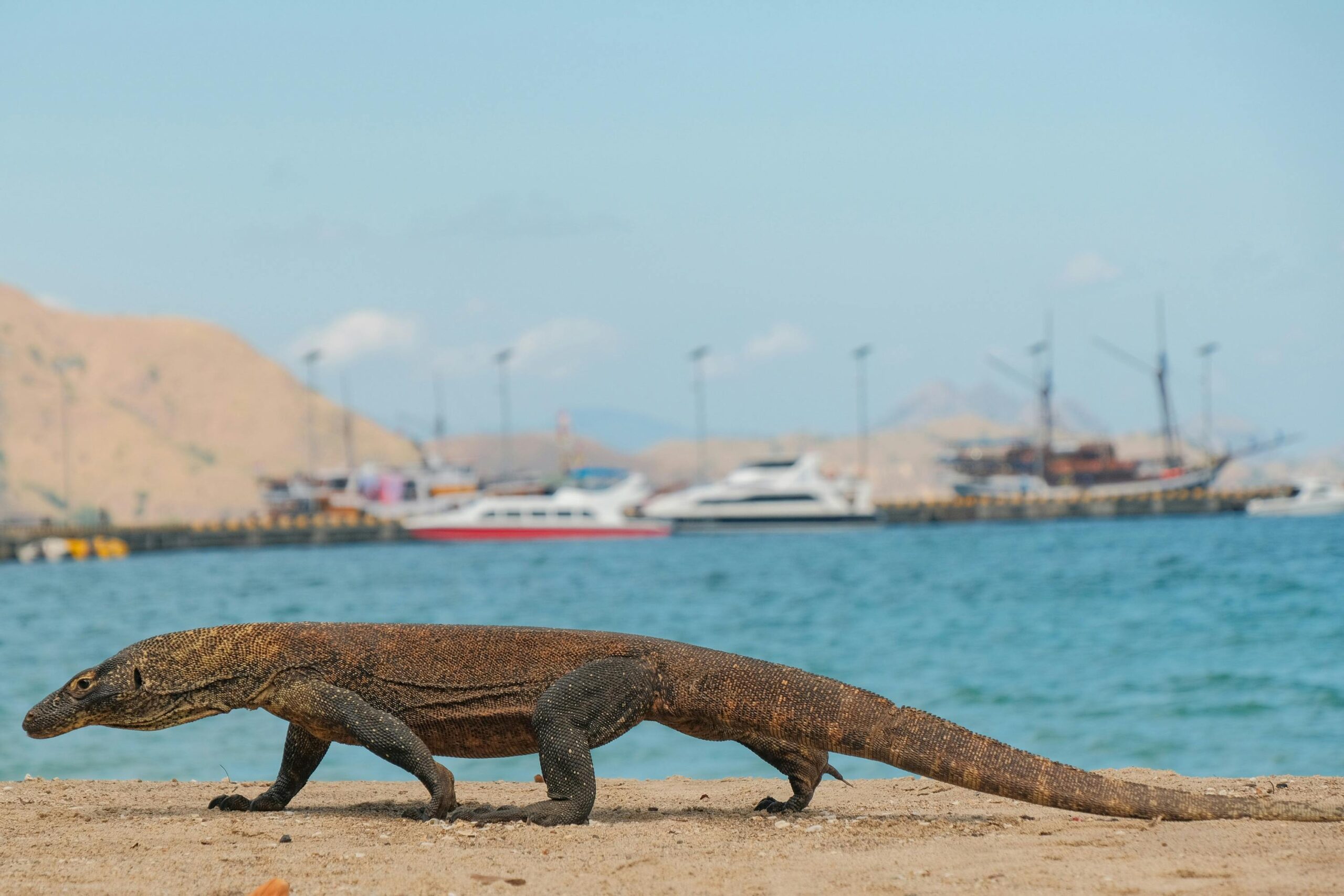 Komodo dragon by the sea in Komodo National Park on an Indonesia travel itinerary