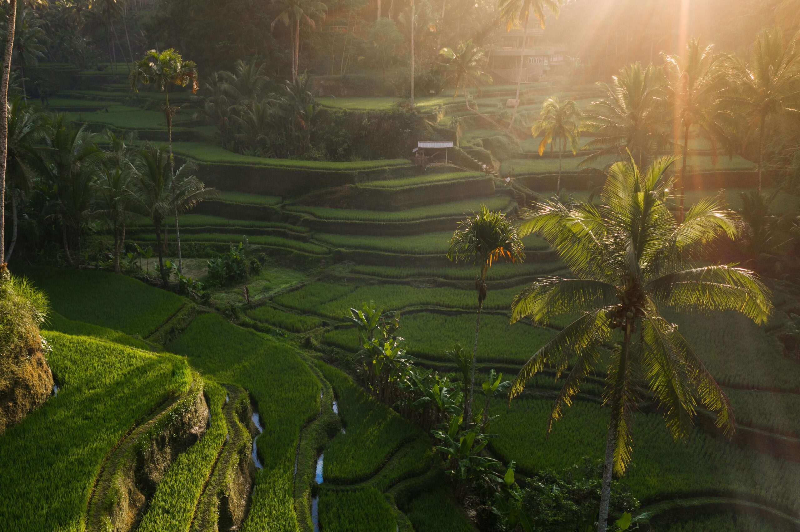 Rice terraces in Bali on an Indonesia travel itinerary