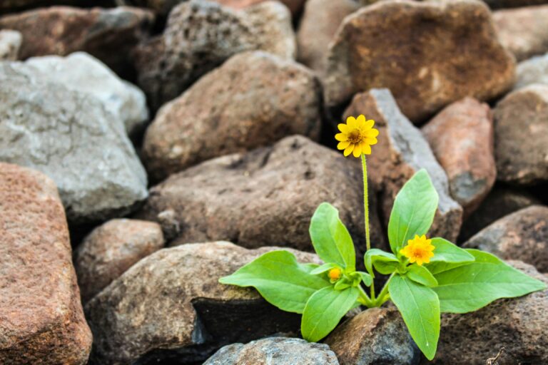 Grit in bloom - a small yellow flower growing strong among the rocks, a picture of resilience