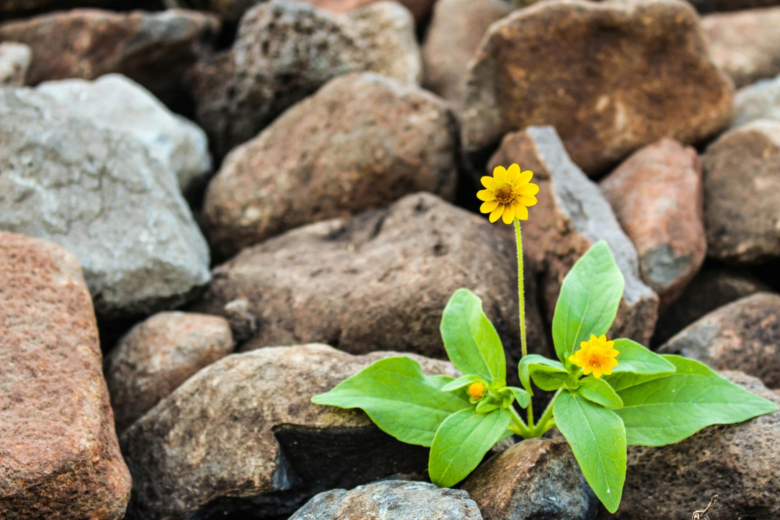 Grit in bloom - a small yellow flower growing strong among the rocks, a picture of resilience