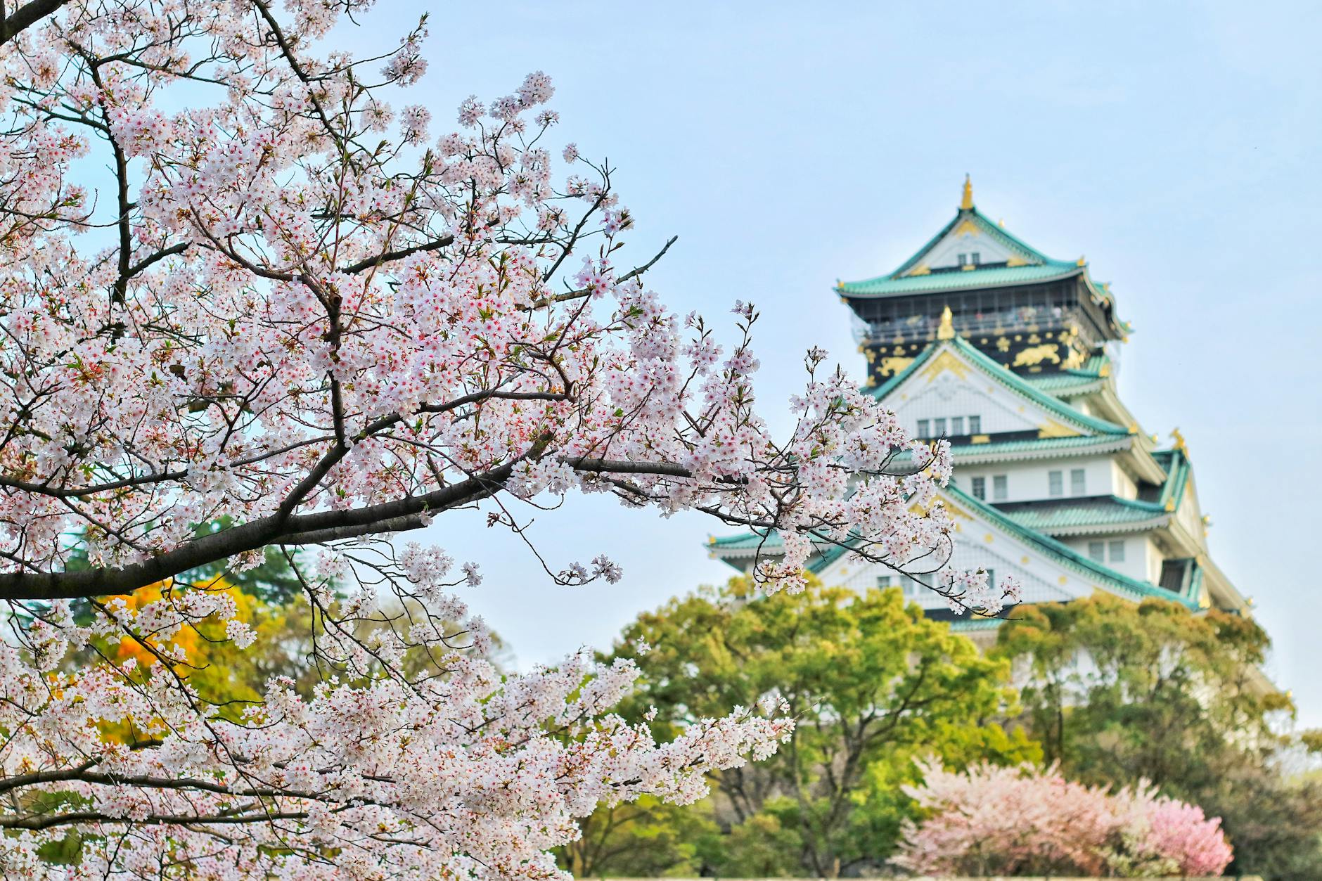 Cherry blossoms in front of Osaka Castle — Asian countries to visit in March