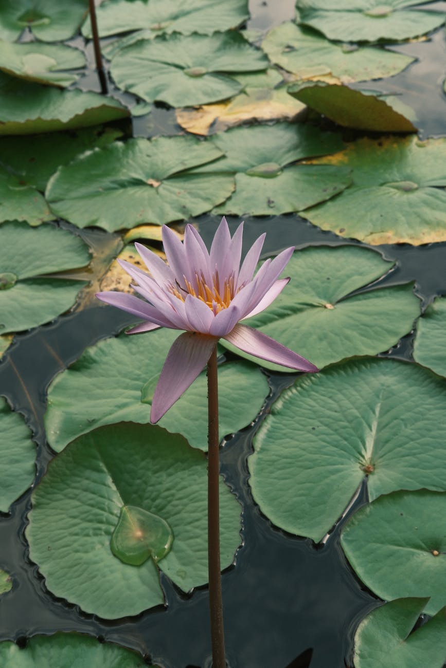 Turning 37 and becoming — a pink lotus blooming among lily pads, a symbol of rebirth and new beginnings
