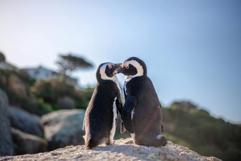 Two penguins touching beaks — pebbling in nature, small gestures of love that strengthen relationships