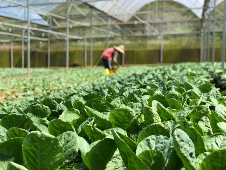 Palaya Natural Farm in Tanay, Rizal with lush green vegetable rows in a greenhouse